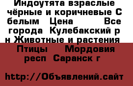 Индоутята взраслые чёрные и коричневые С белым › Цена ­ 450 - Все города, Кулебакский р-н Животные и растения » Птицы   . Мордовия респ.,Саранск г.